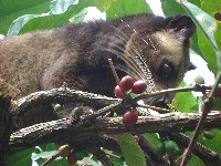civet cat coffee