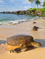 hawaii beach
