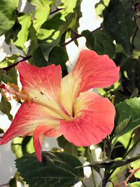 hibiscus flowers
