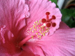 Hibiscus pictures