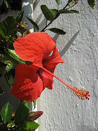 hibiscus tree
