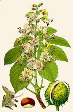 horse-chestnut-supplement
