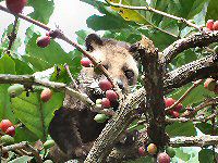kopi-luwak-online