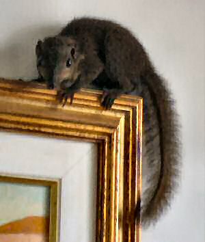picture of squirrel