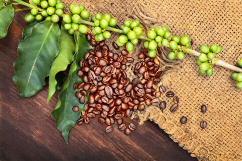 unroasted coffee beans