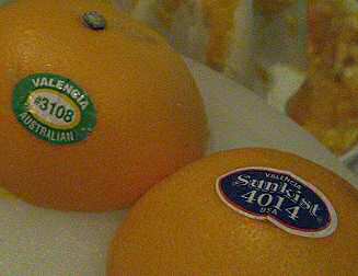 valencia oranges