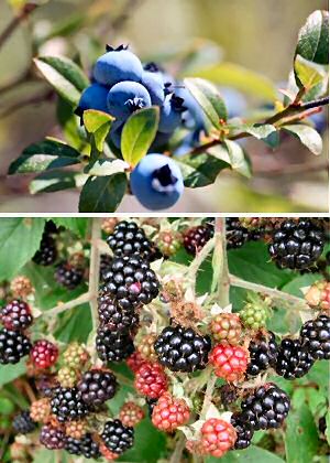 Edible wild berries