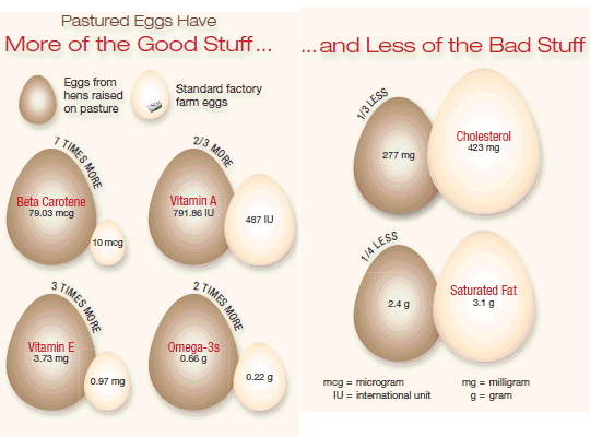 Pastured eggs are more healthy than factory eggs