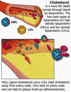 HDL and LDL cholesterol